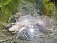 Dendronotus iris