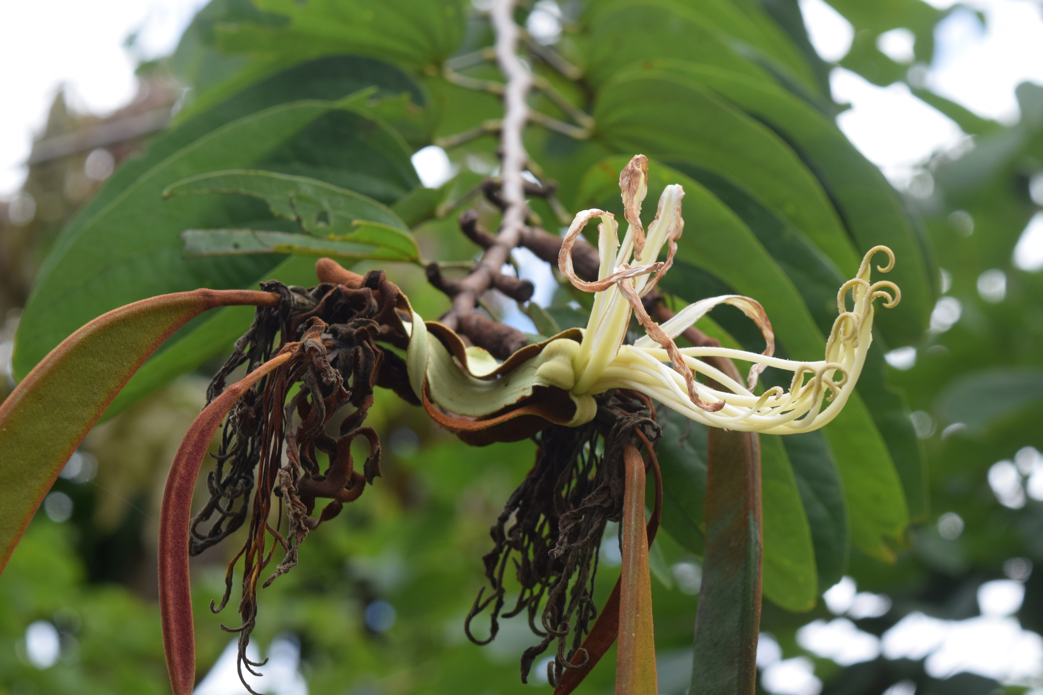 Bauhinia multinervia