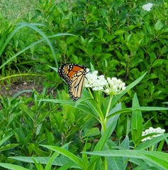 Danaus plexippus