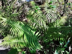 Pelazoneuron puberulum