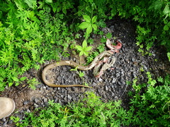 Mastigodryas melanolomus