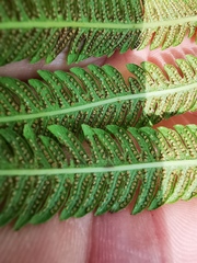 Pelazoneuron puberulum