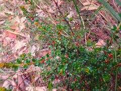 Micrantheum demissum
