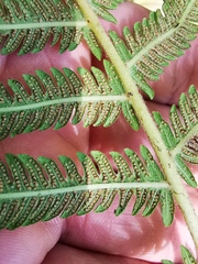 Pelazoneuron puberulum