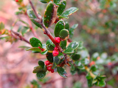 Micrantheum demissum