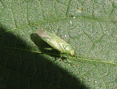 Orthotylinae