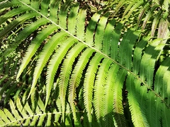 Pelazoneuron puberulum