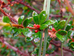 Micrantheum demissum