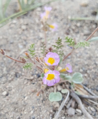 Phacelia bicolor