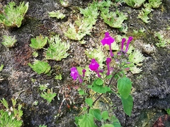 Scutellaria seleriana