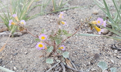 Phacelia bicolor