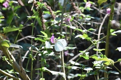 Leptophobia
