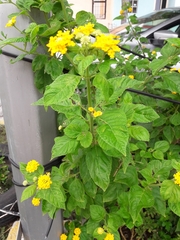 Lantana × hybrida