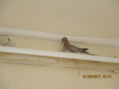 Streptopelia senegalensis