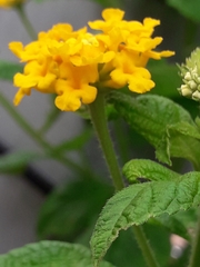 Lantana × hybrida