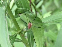 Leiobunum calcar