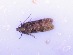 Chionodes thoraceochrella