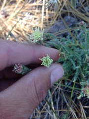 Chaenactis santolinoides