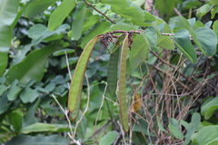 Bauhinia multinervia