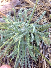 Chaenactis santolinoides