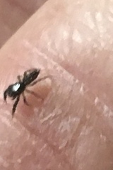 Metacyrba
