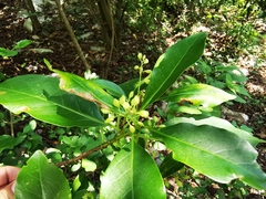 Chiococca pachyphylla