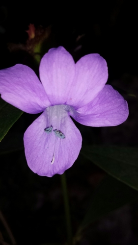 Barleria paucidentata