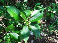 Chiococca pachyphylla