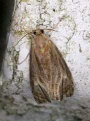 Olethreutes quadrifidum