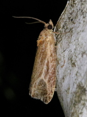 Olethreutes quadrifidum