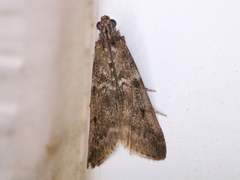 Pyla fusca