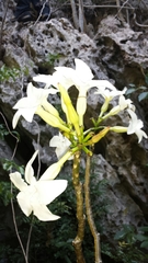 Pachypodium decaryi image