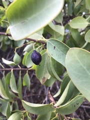 Santalum ellipticum