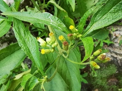 Schistocarpha eupatorioides