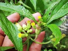 Schistocarpha eupatorioides