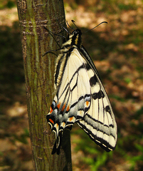 Papilio appalachiensis