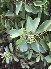 Santalum ellipticum