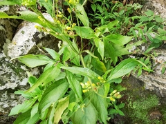 Schistocarpha eupatorioides