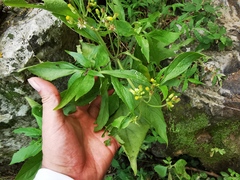 Schistocarpha eupatorioides