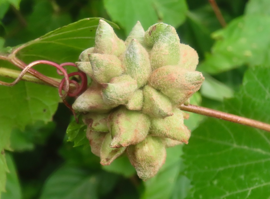 grape filbert gall