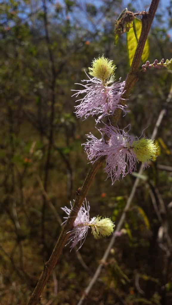 Dichrostachys akataensis