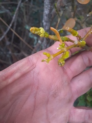 Dendrophthora clavata