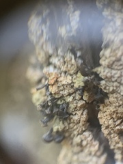 Chaenotheca ferruginea