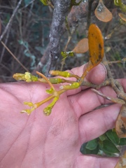 Dendrophthora clavata