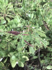 Desmanthus pernambucanus