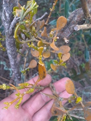 Dendrophthora clavata