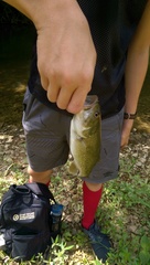 Micropterus punctulatus