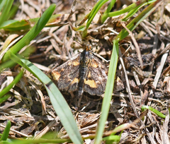 Pyrausta orphisalis