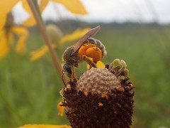 Andrena rudbeckiae