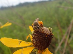 Andrena rudbeckiae
